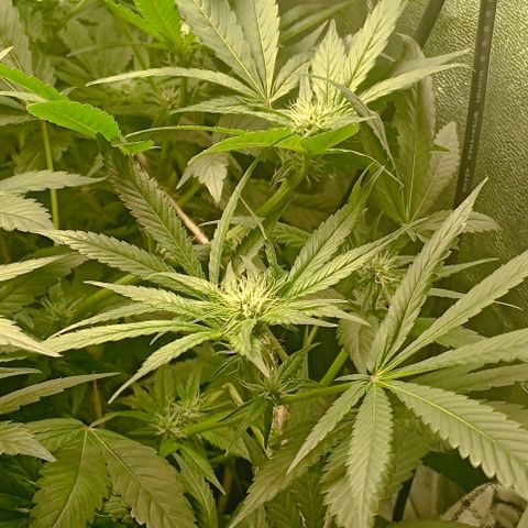Crystal Candy  growlog timeline photo