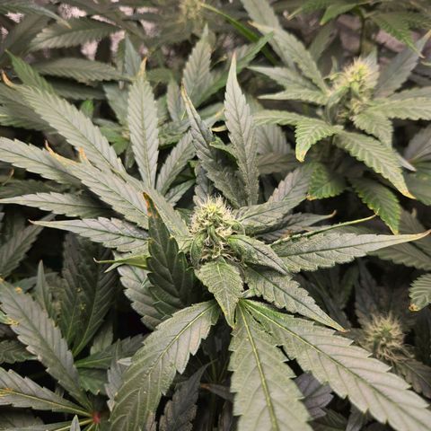Crystal Candy  growlog timeline photo