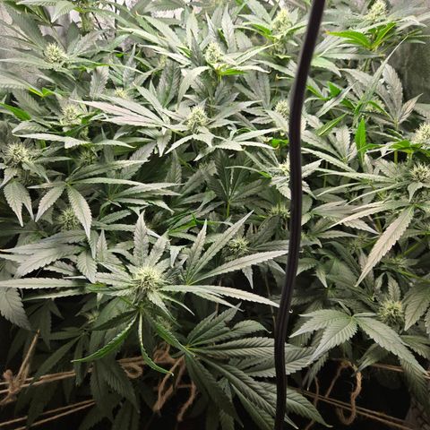 Crystal Candy  growlog timeline photo