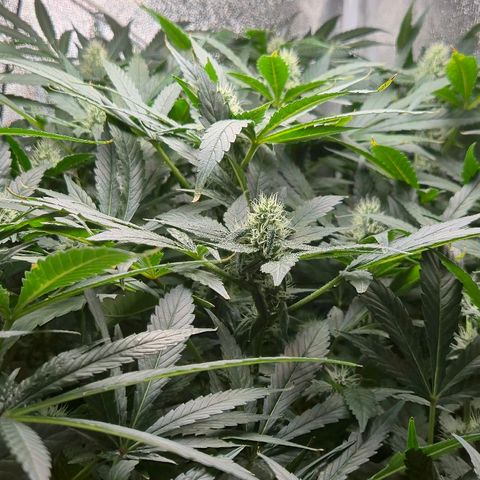Crystal Candy  growlog timeline photo