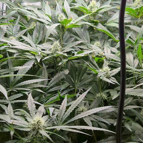 Crystal Candy  growlog timeline photo