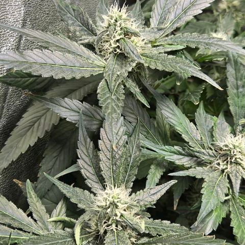 Crystal Candy  growlog photo: Poda de hojas grandes descubriendo flores