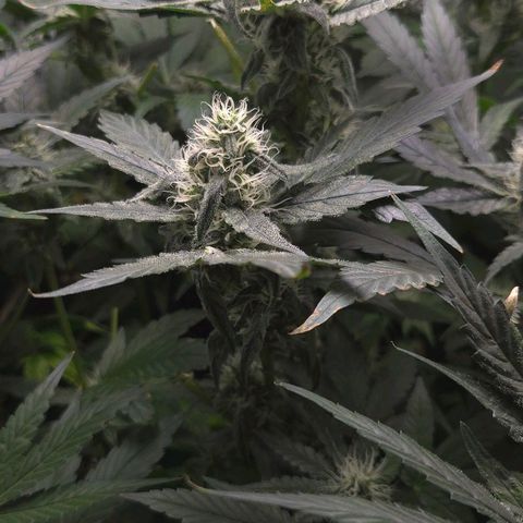 Crystal Candy  growlog photo: Poda de hojas grandes descubriendo flores