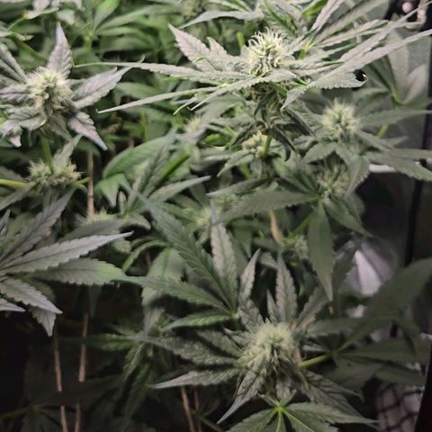 Crystal Candy  growlog photo: Poda de hojas grandes descubriendo flores