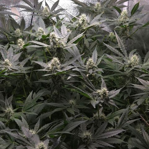 Crystal Candy  growlog photo: Poda de hojas grandes descubriendo flores