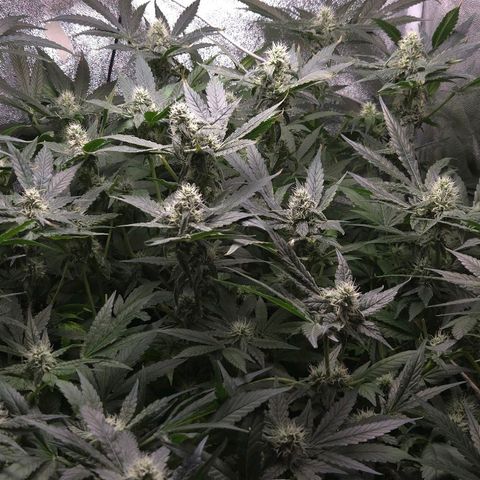 Crystal Candy  growlog photo: Poda de hojas grandes descubriendo flores