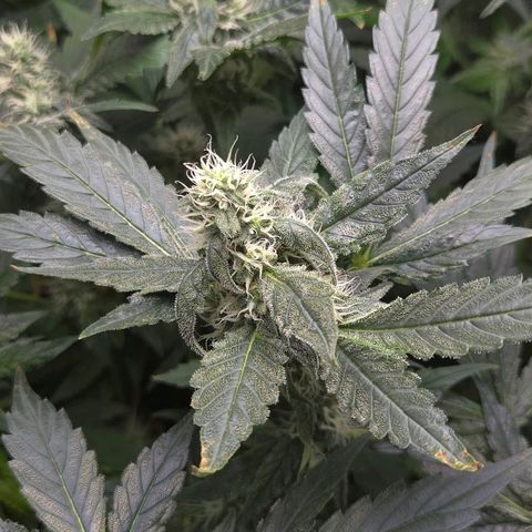 Crystal Candy  growlog photo: Poda de hojas grandes descubriendo flores