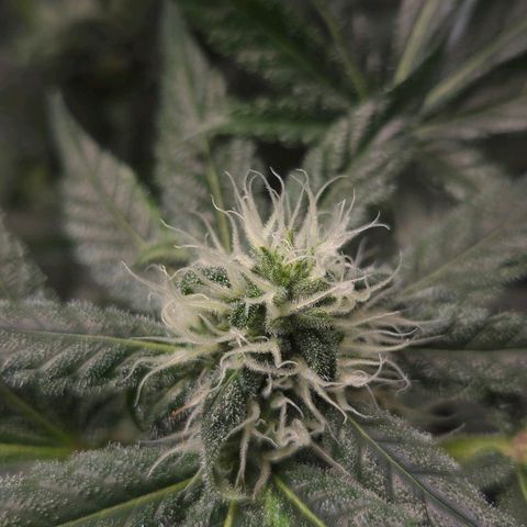 Crystal Candy  growlog photo: Poda de hojas grandes descubriendo flores