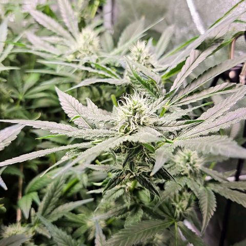 Crystal Candy  growlog photo: Poda de hojas grandes descubriendo flores