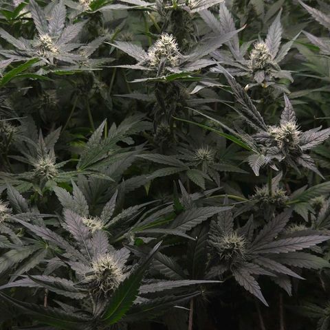 Crystal Candy  growlog photo: Poda de hojas grandes descubriendo flores