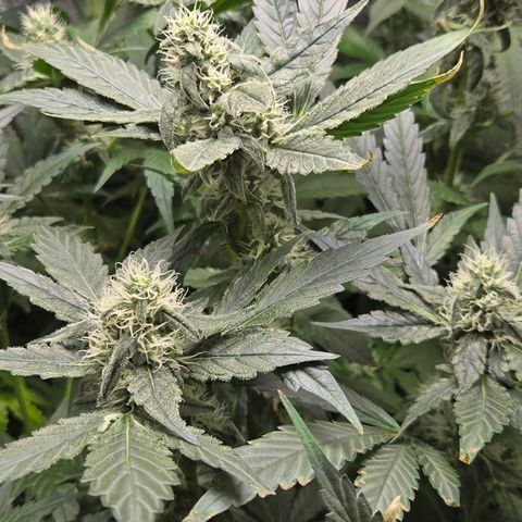 Crystal Candy  growlog photo: Poda de hojas grandes descubriendo flores