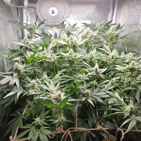 Crystal Candy  growlog timeline photo