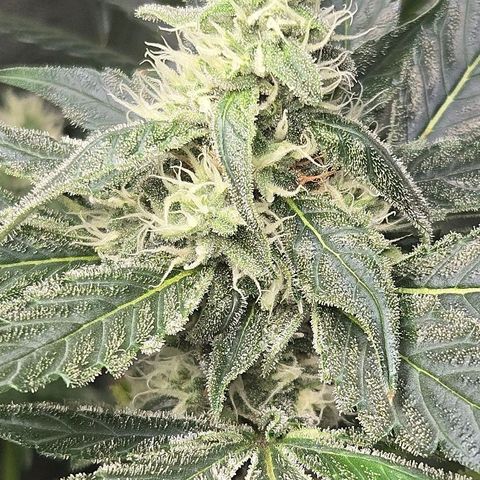 Crystal Candy  growlog timeline photo