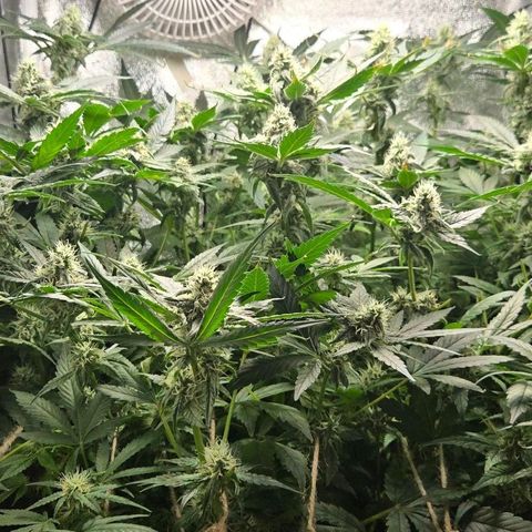 Crystal Candy  growlog timeline photo