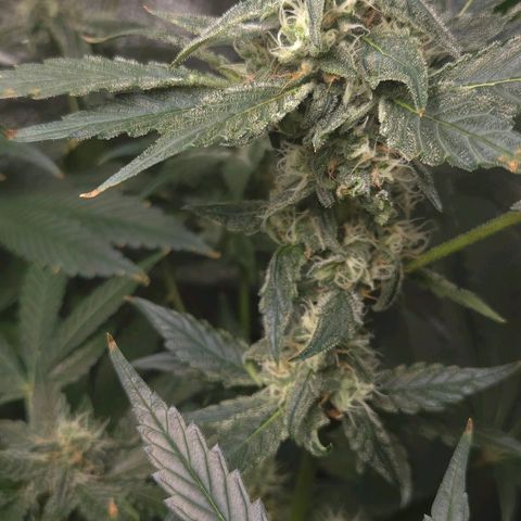 Crystal Candy  growlog timeline photo