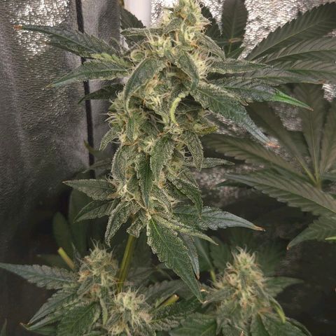 Crystal Candy  growlog timeline photo