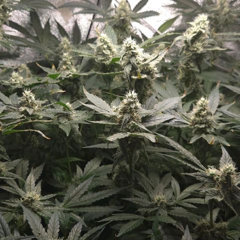 Crystal Candy  growlog timeline photo