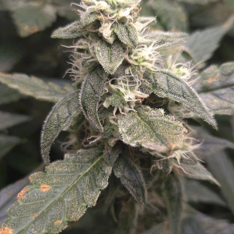 Crystal Candy  growlog timeline photo