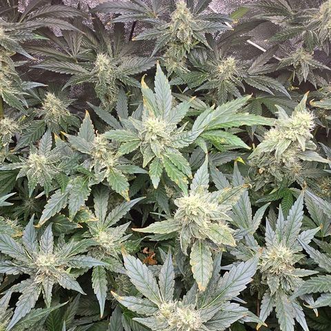 Crystal Candy  growlog timeline photo