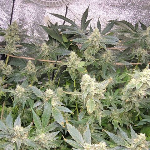 Crystal Candy  growlog photo: Poda luz a cogollos pequeños 