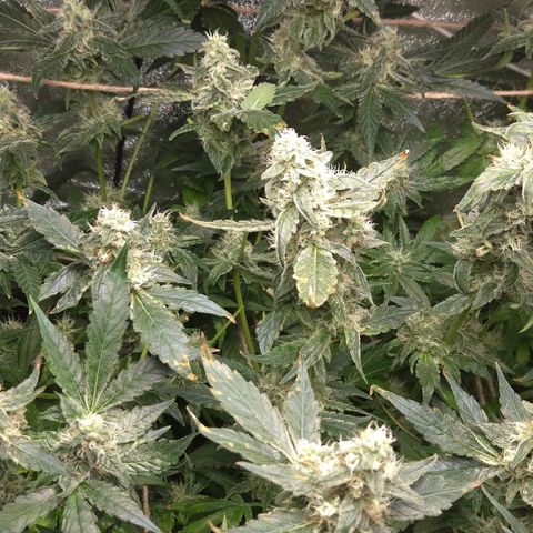 Crystal Candy  growlog photo: Poda luz a cogollos pequeños 