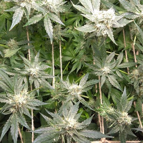 Crystal Candy  growlog photo: Poda luz a cogollos pequeños 