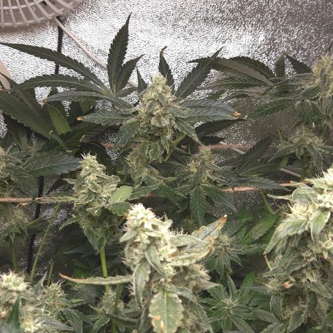 Crystal Candy  growlog photo: Poda luz a cogollos pequeños 