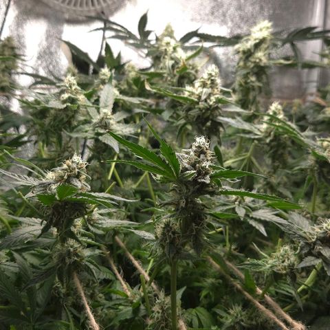 Crystal Candy  growlog photo: Poda luz a cogollos pequeños 
