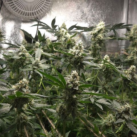Crystal Candy  growlog photo: Poda luz a cogollos pequeños 