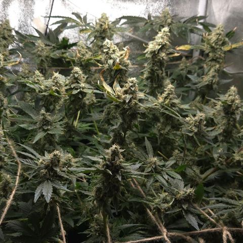 Crystal Candy  growlog timeline photo