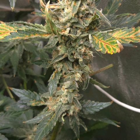 Crystal Candy  growlog timeline photo