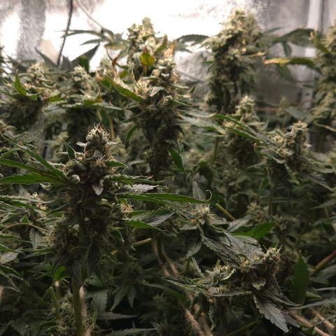 Crystal Candy  growlog timeline photo