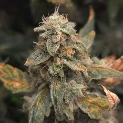 Crystal Candy  growlog timeline photo
