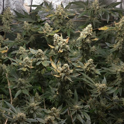 Crystal Candy  growlog timeline photo