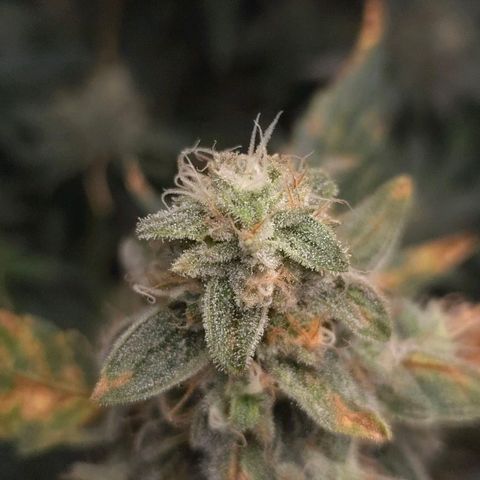 Crystal Candy  growlog timeline photo