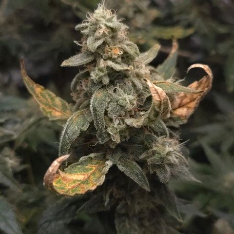 Crystal Candy  growlog timeline photo