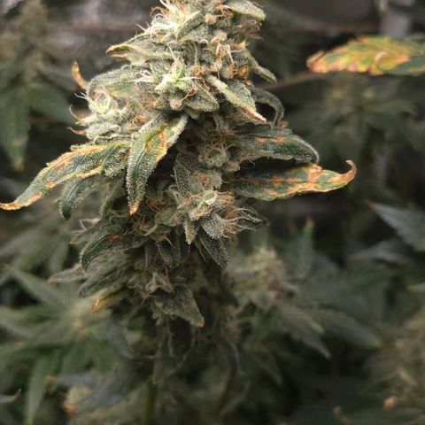 Crystal Candy  growlog timeline photo