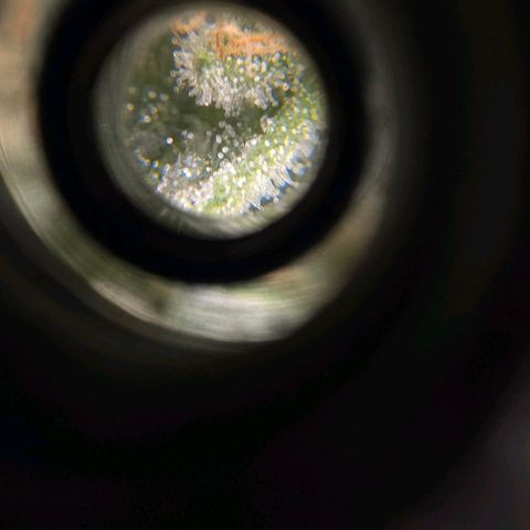 Crystal Candy  growlog photo: Terminando de madurar