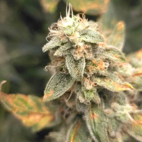 Crystal Candy  growlog photo: Terminando de madurar