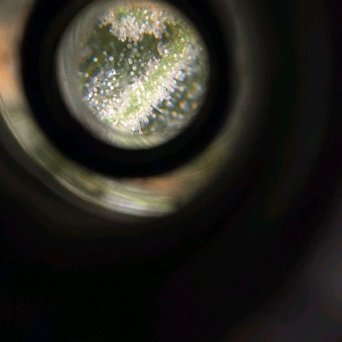 Crystal Candy  growlog photo: Terminando de madurar