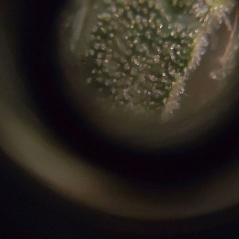 Crystal Candy  growlog photo: Terminando de madurar