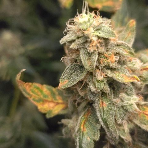 Crystal Candy  growlog photo: Terminando de madurar