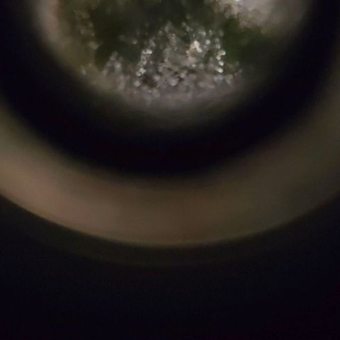 Crystal Candy  growlog photo: Terminando de madurar