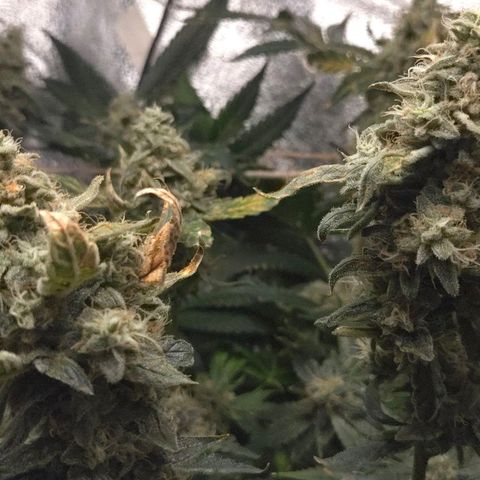 Crystal Candy  growlog photo: Terminando de madurar