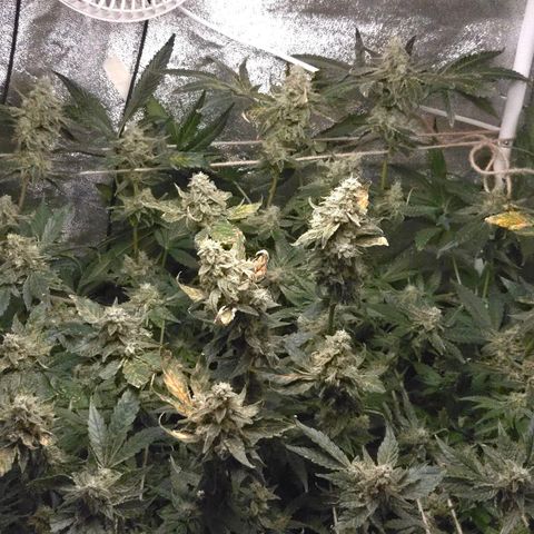 Crystal Candy  growlog photo: Terminando de madurar