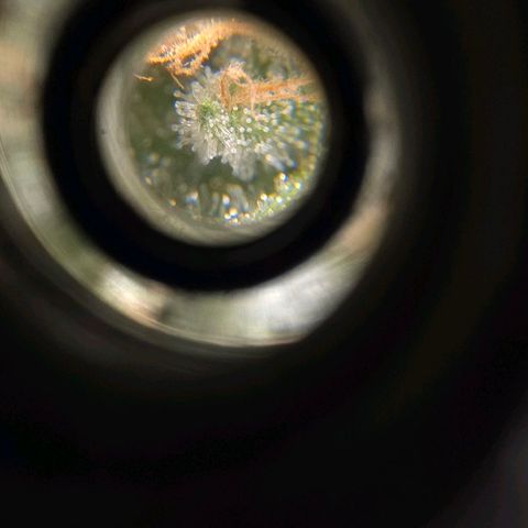 Crystal Candy  growlog photo: Terminando de madurar