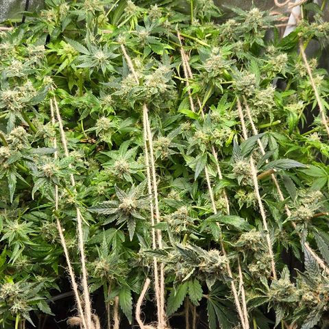 Crystal Candy  growlog photo: Mayoria de cogollos maduros cosechados. Continua sin nutrientes, sólo agua de ósmosis inversa. 