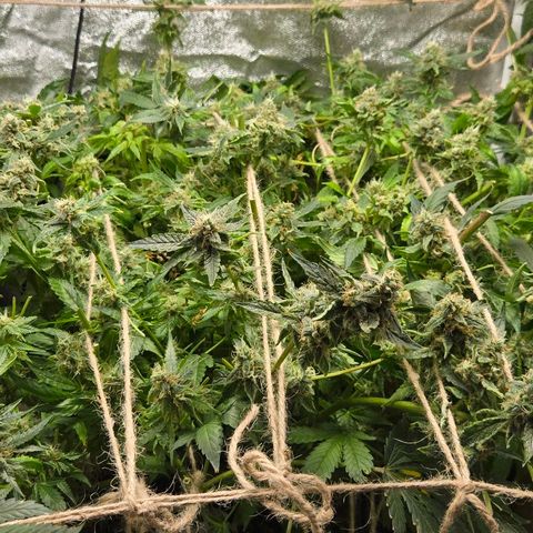 Crystal Candy  growlog photo: Mayoria de cogollos maduros cosechados. Continua sin nutrientes, sólo agua de ósmosis inversa. 
