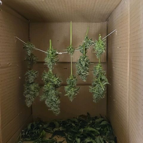 Crystal Candy  growlog photo: Cosecha parcial. Muchos cogollos aún sin madurar