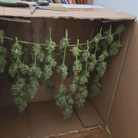 Crystal Candy  growlog photo: Cosecha parcial. Muchos cogollos aún sin madurar